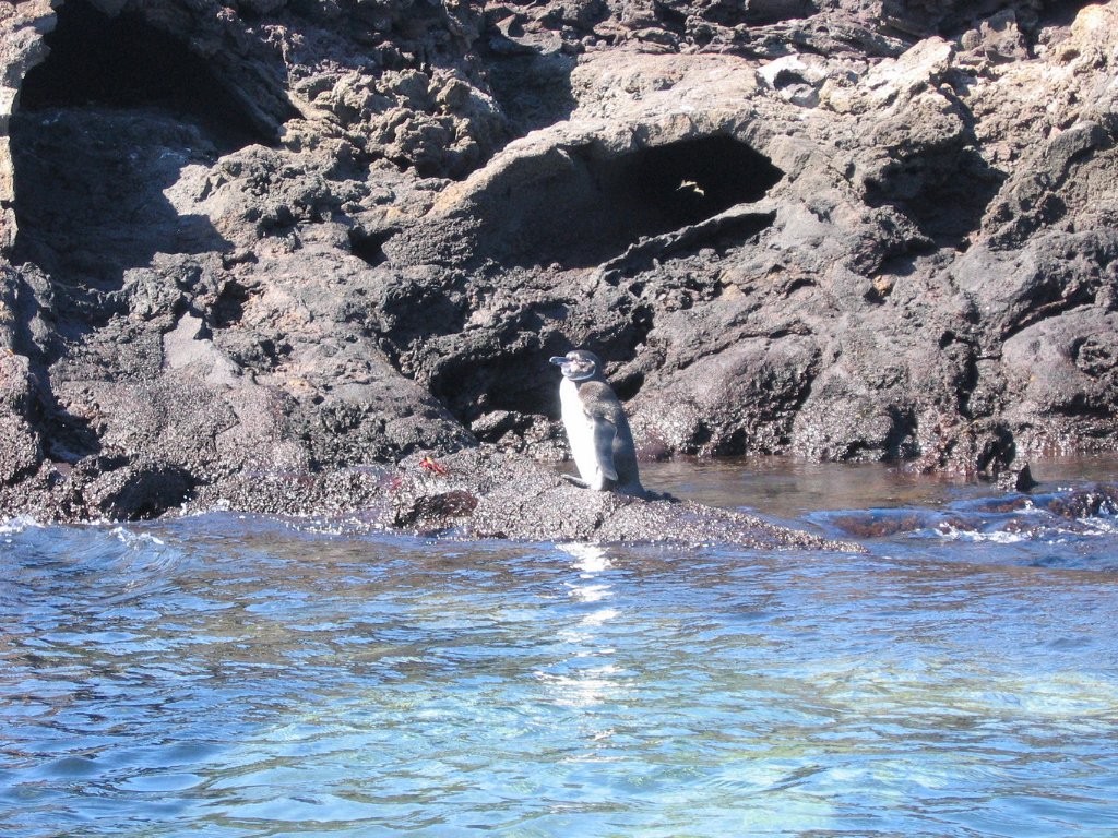 04-Galápagos Penguin.jpg - Galápagos Penguin